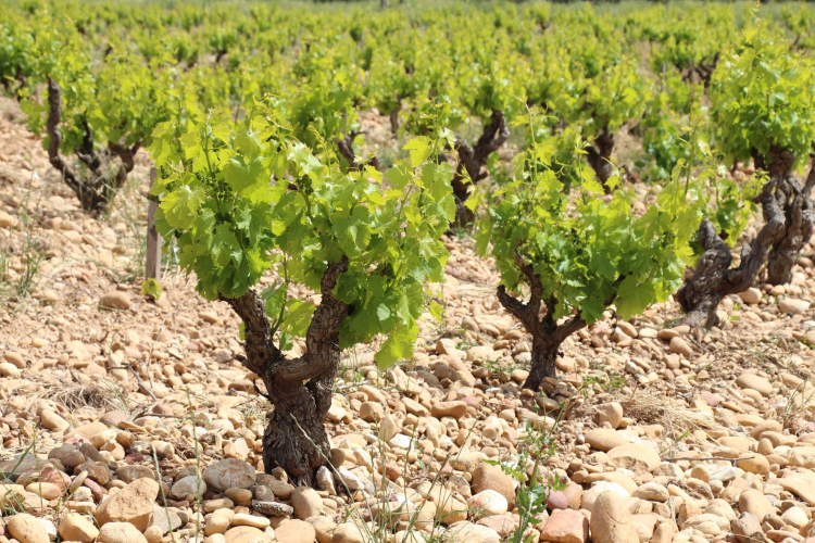 Ophorus Tours - Châteauneuf-du-Pape Private Wine Tour from Aix-en-Provence