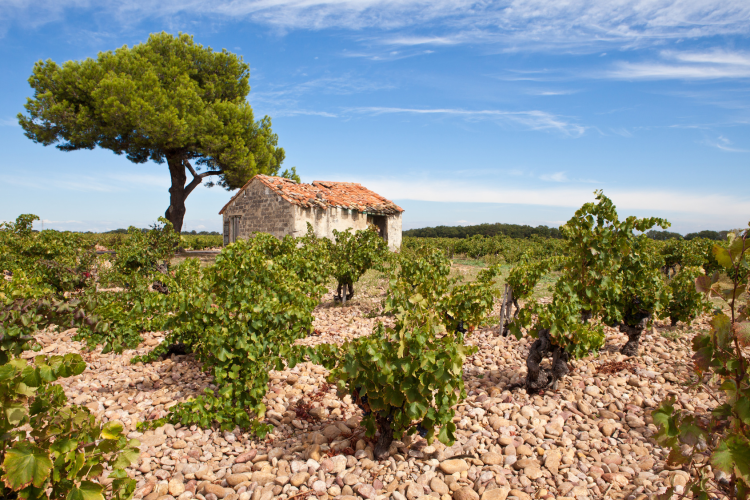Ophorus Tours - Châteauneuf-du-Pape Private Wine Tour from Aix-en-Provence