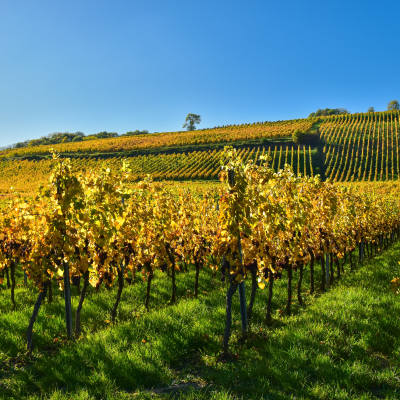 Second Grand Cru Estate