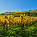Second Grand Cru Estate