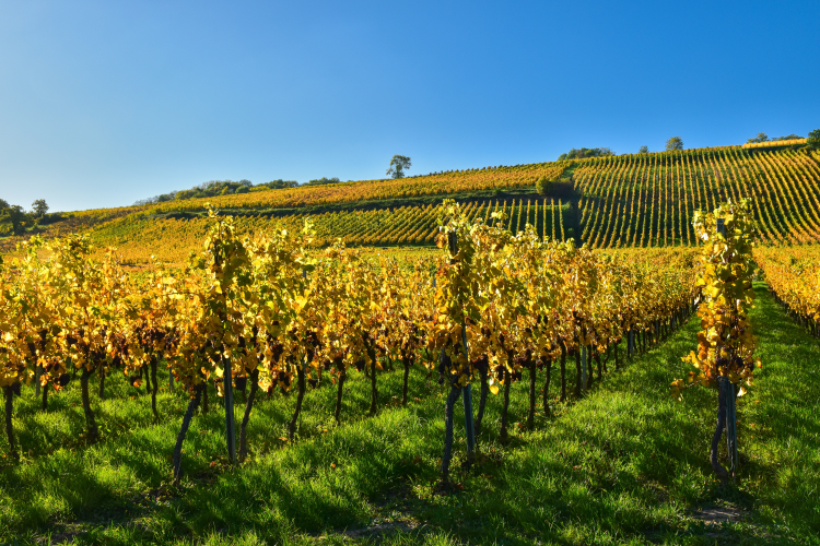 Ophorus Tours - Alsace Grands Crus Wine Journey Private Tour from Strasbourg
