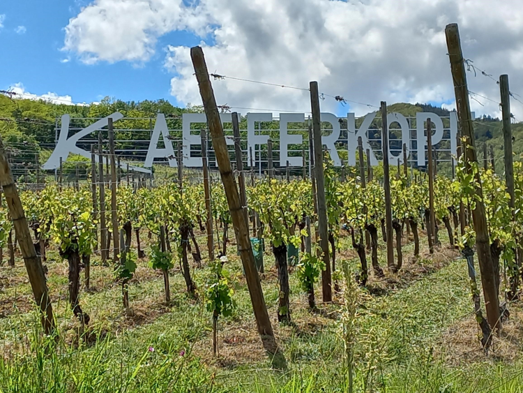 Ophorus Tours - Alsace Grands Crus Wine Journey Private Tour from Strasbourg