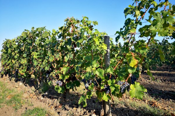 Ophorus Tours - Luxury Médoc Getaway: Private Wine Tour for Two