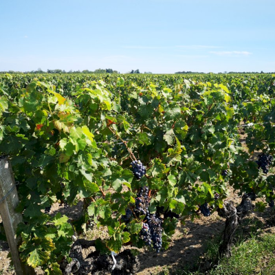 Return drive to Bordeaux