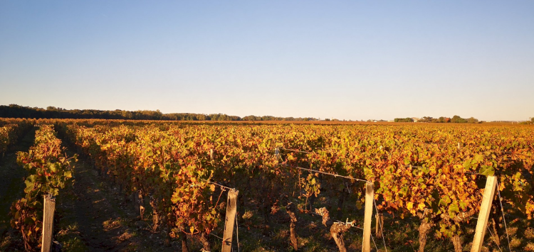 Ophorus Tours - Romantic Escape: Private Médoc Wine Tour Half-Day for 2 from Bordeaux