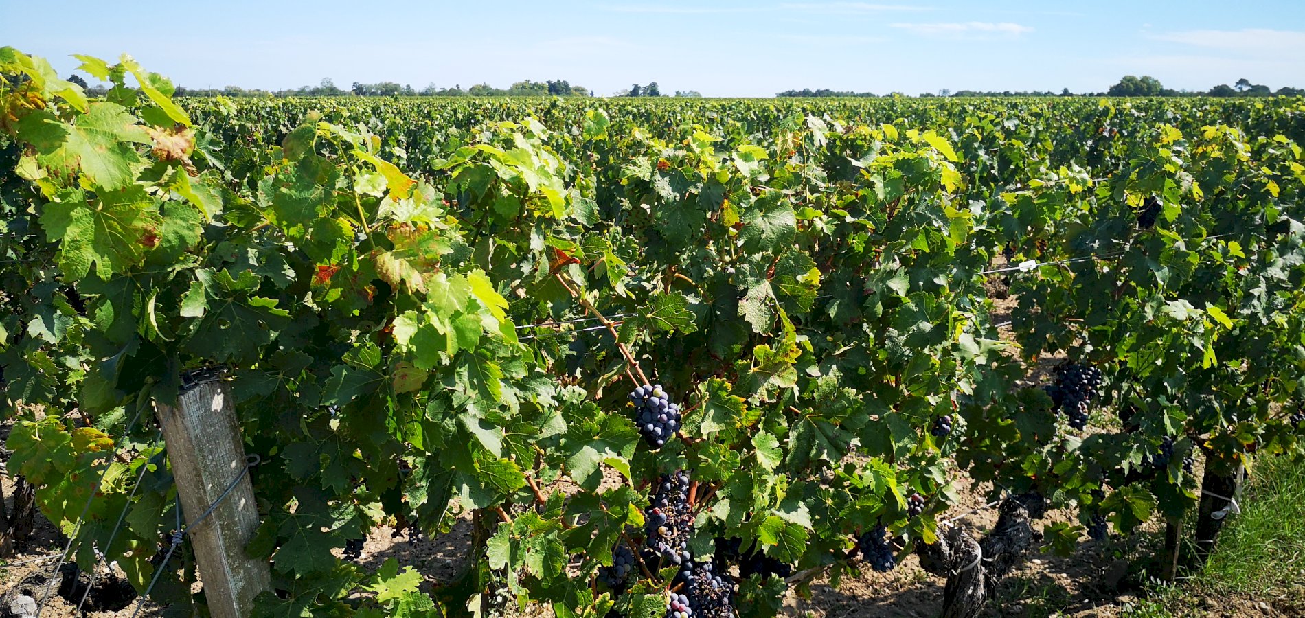 Ophorus Tours - Romantic Escape: Private Médoc Wine Tour for 2 from Bordeaux