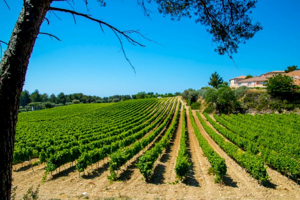Ophorus Tours - A Private Provence Wine Tour Shore Excursion From Sanary sur Mer 