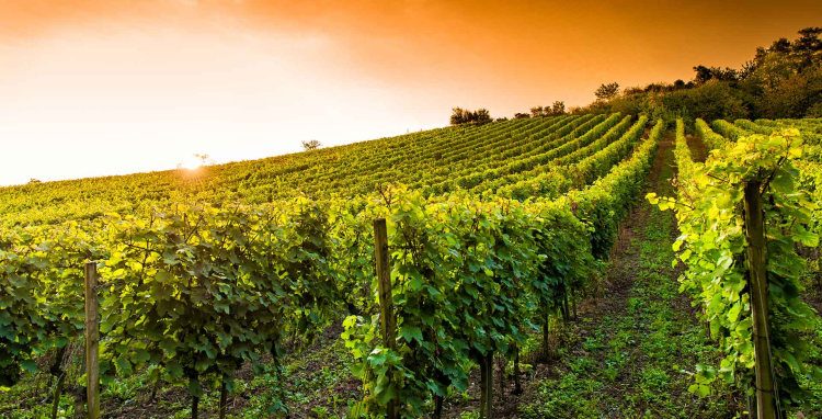 Ophorus Tours - Private Saint-Émilion Full Day Wine Tour from Bordeaux for 2