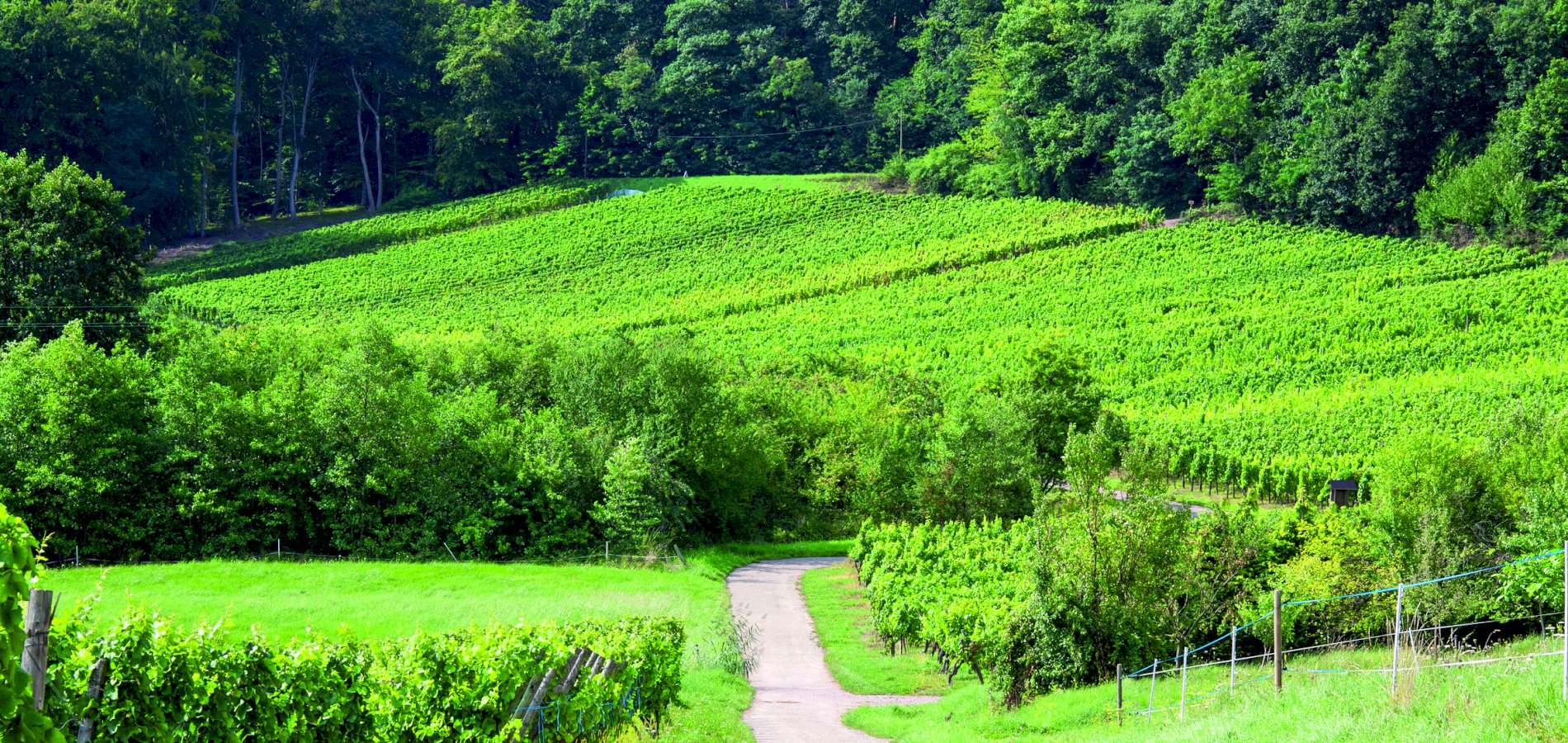 Ophorus Tours - Private Alsace Grands Crus Wine Tour From Colmar for 2 persons
