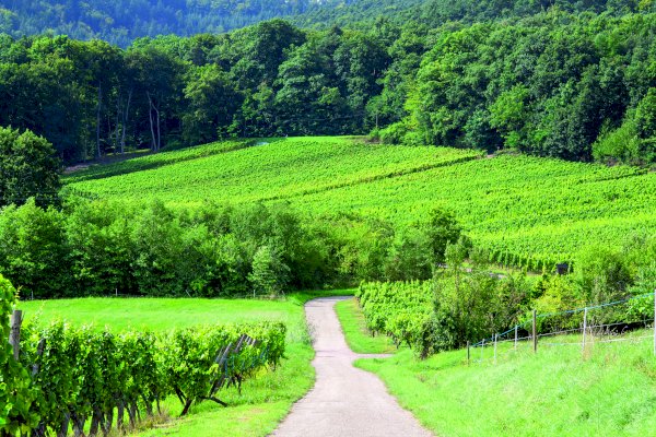 Ophorus Tours - From Colmar Alsace Grands Crus Wine Tour for 2 persons private