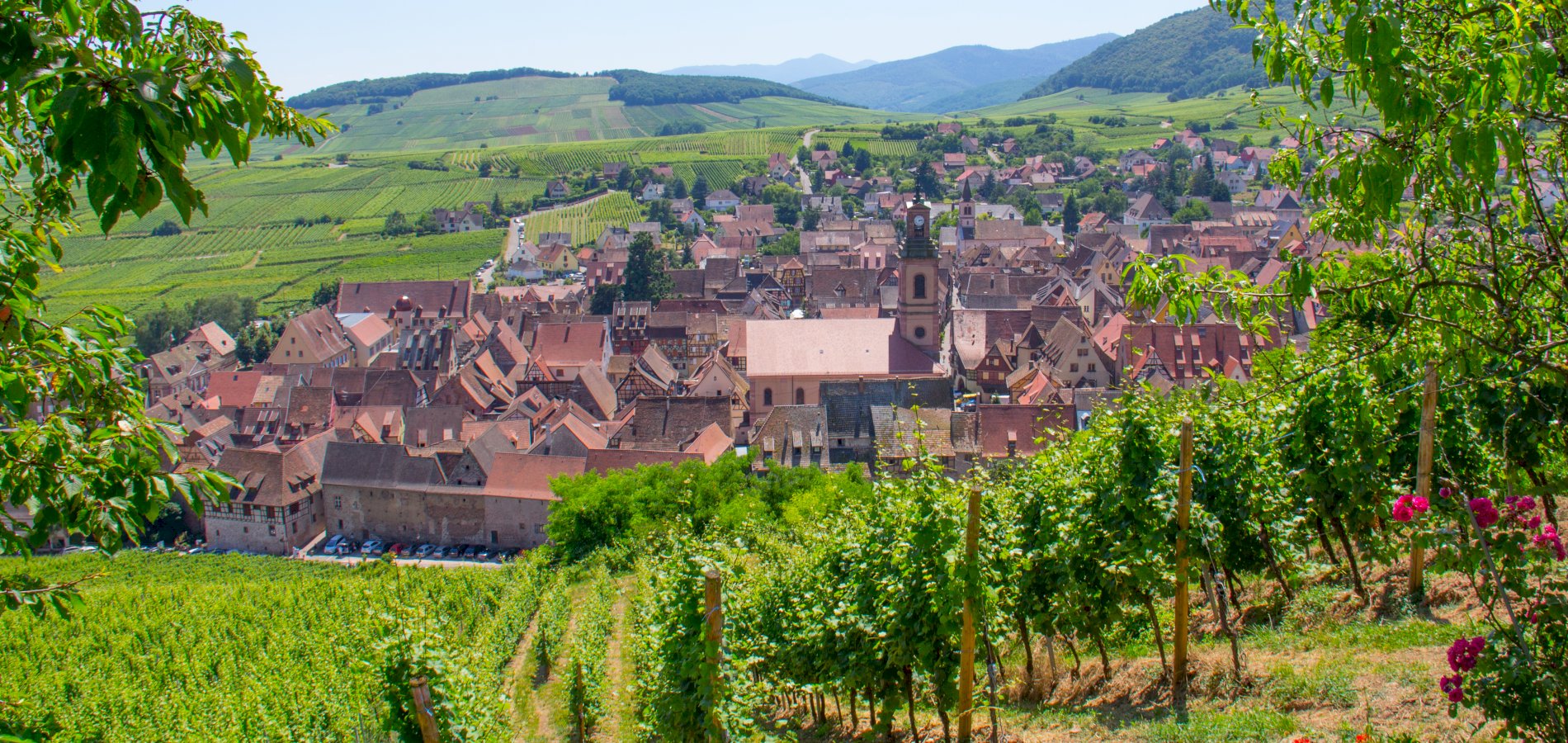 Ophorus Tours - A Private Alsace Wine Tour Half Day Trip from Colmar for 2 persons