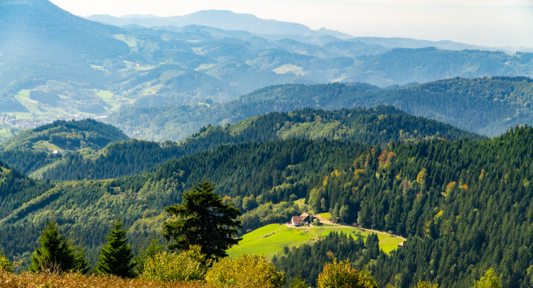 Ophorus Tours - Strasbourg to Baden-Baden Tour: Discover Germany's Black Forest Beauty
