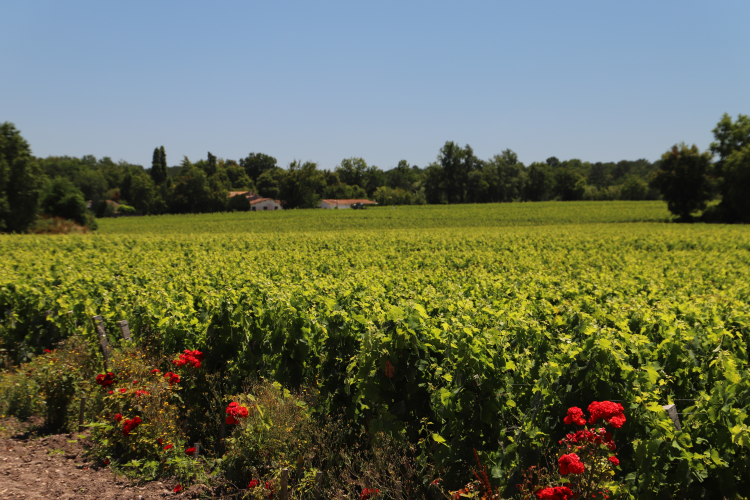 Ophorus Tours - Explore Saint-Emilion & the Right Bank: Private Vineyard Tour & Tastings