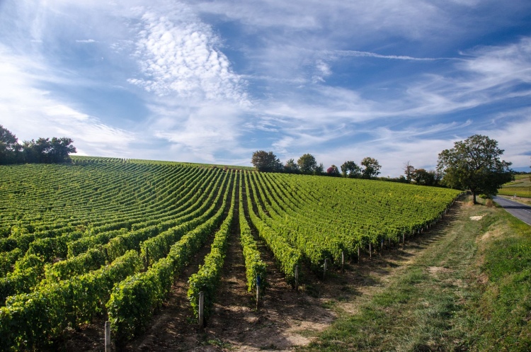 Ophorus Tours - Explore Saint-Emilion & the Right Bank: Private Vineyard Tour & Tastings