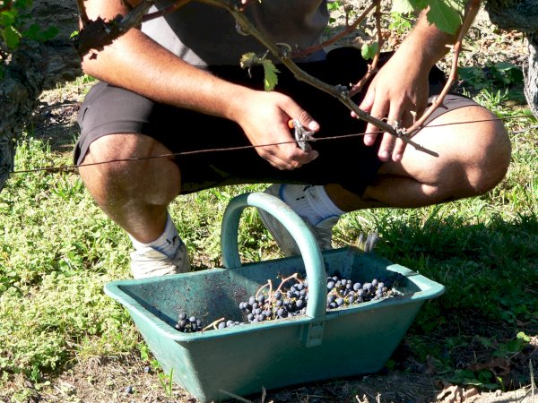 Ophorus Tours - Saint Emilion Wine Adventure: Private Bordeaux Vineyard half-day tour