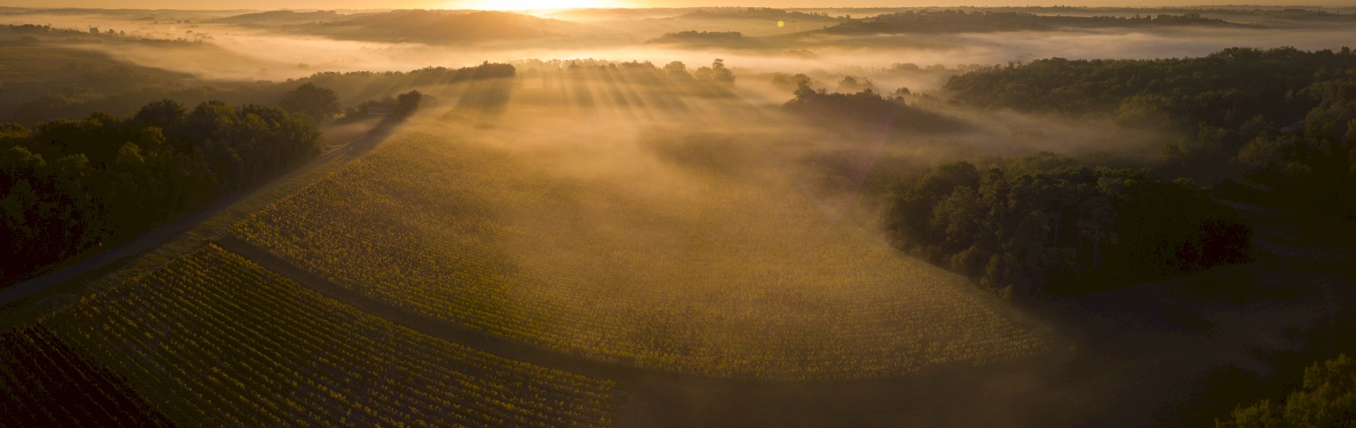 Ophorus Tours - Graves & Sauternes Private Full Day Wine Tour from Bordeaux
