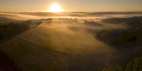 Ophorus Tours - Graves & Sauternes Private Full Day Wine Tour from Bordeaux