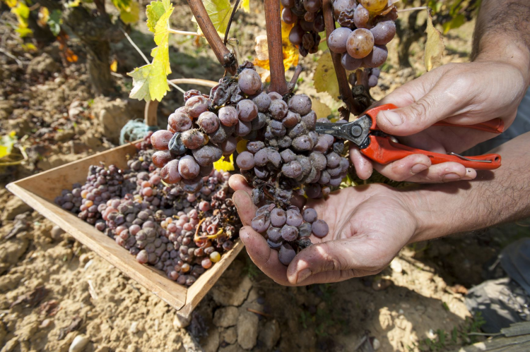 Ophorus Tours - Graves & Sauternes Private Full Day Wine Tour from Bordeaux