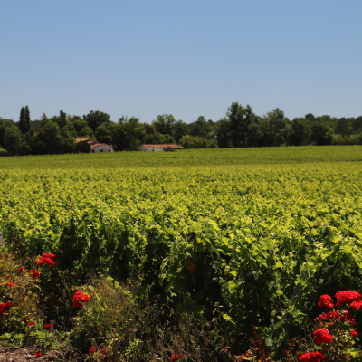 Winery