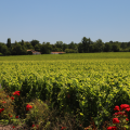 Winery