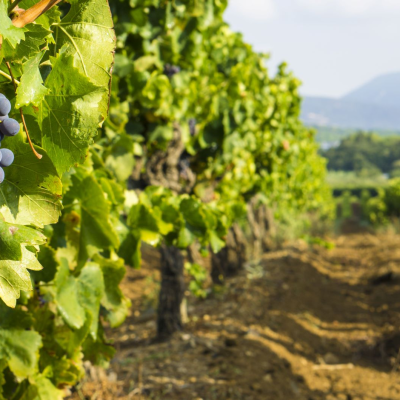 Winery