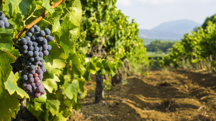 Ophorus Tours - Graves Wine Tour Private Half Day Trip From Bordeaux