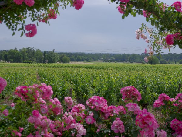 Ophorus Tours - Taste the Best of Graves: Private Half-Day Wine Tour from Bordeaux