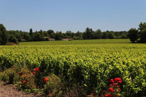 Ophorus Tours - Taste the Best of Graves: Private Half-Day Wine Tour from Bordeaux