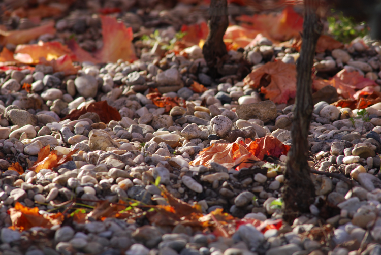 Ophorus Tours - Graves Wine Tour Private Half Day Trip From Bordeaux