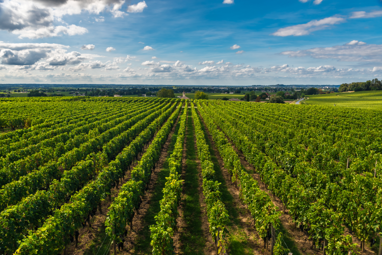 Ophorus Tours - Médoc Private Wine Tour : Full Day Trip from Bordeaux