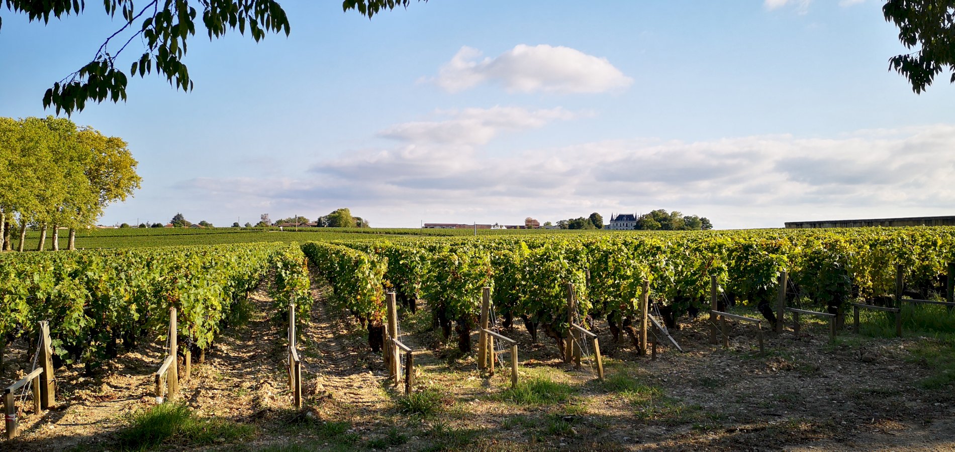 Ophorus Tours - A Private Bordeaux Wine Tour to Médoc from Saint Emilion