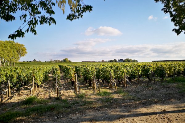 Ophorus Tours - Beyond Saint-Emilion: Private Wine Tour to Médoc Vineyards