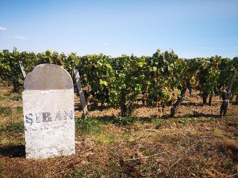 Ophorus Tours - Beyond Saint-Emilion: Private Wine Tour to Médoc Vineyards