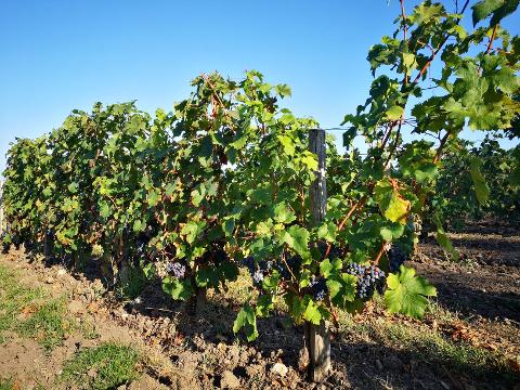 Ophorus Tours - 4-Day Small Group Bordeaux Wine Tour Package - 4* Hotel
