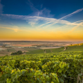 First Family Estate – Discover Champagne Through a Tour and Tasting
