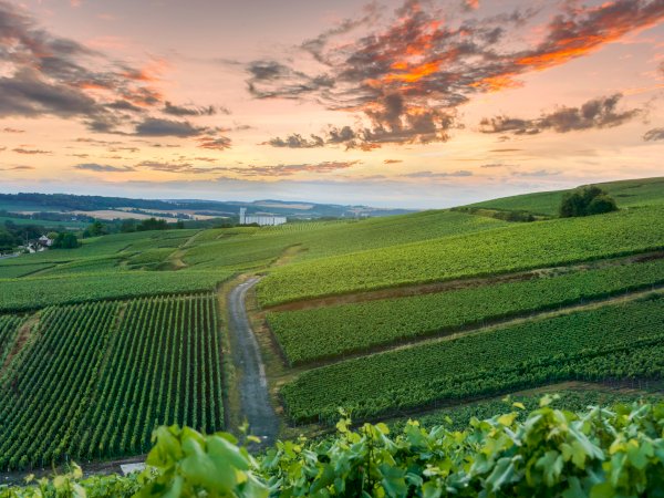 Ophorus Tours - Champagne Day Tour with Tastings: two family wineries & lunch