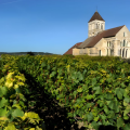 Montagne de Reims – Vineyard Landscapes