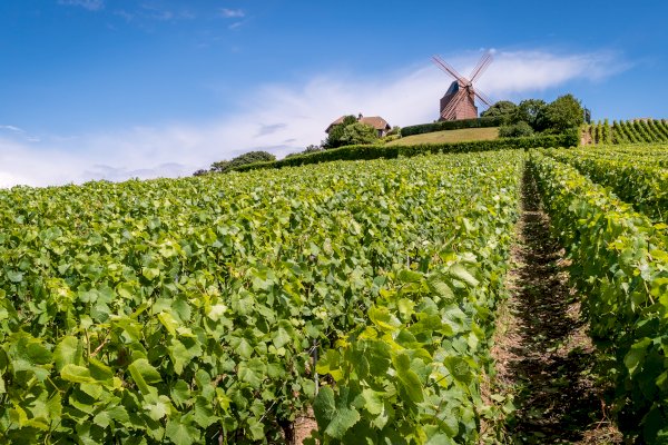 Ophorus Tours - Champagne Day Tour with Tasting: Veuve Clicquot, local wineries, lunch included