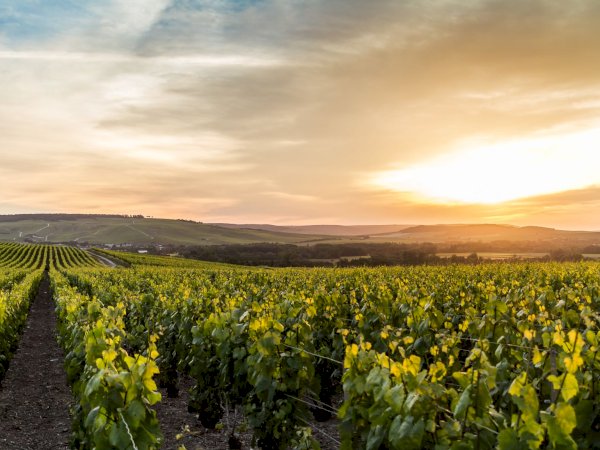 Ophorus Tours - Champagne Day Tour with Tasting: Veuve Clicquot, local winery & Lunch