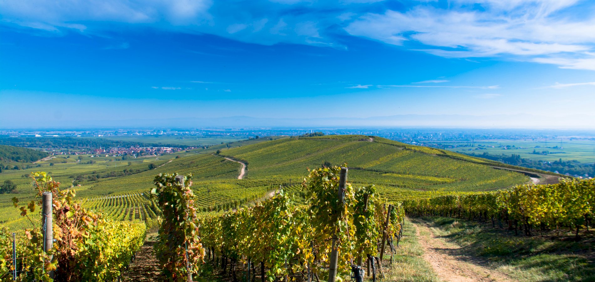 Ophorus Tours - A Private Alsace Grands Crus Wine Tour Day Trip From Riquewihr for 2 persons