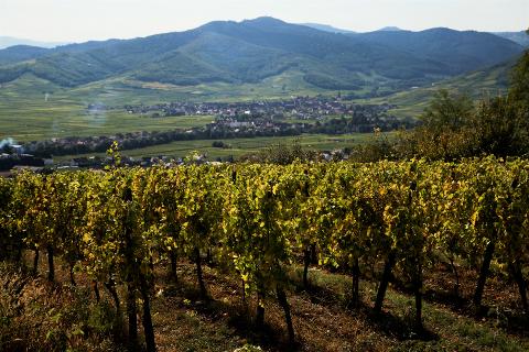 Ophorus Tours - Alsace's Finest: Private Grands Crus Wine Tour from Mulhouse