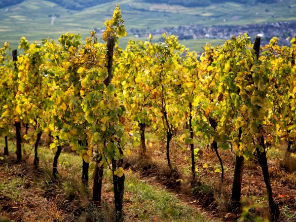 Ophorus Tours - Alsace's Finest: Private Grands Crus Wine Tour from Mulhouse