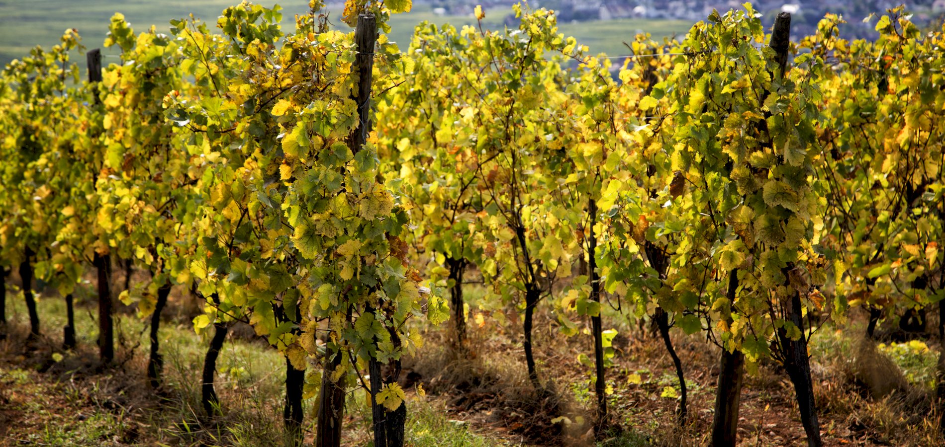 Ophorus Tours - Alsace's Finest: Private Grands Crus Wine Tour from Mulhouse