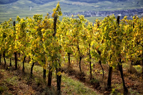 Ophorus Tours - Alsace's Finest: Private Grands Crus Wine Tour from Mulhouse