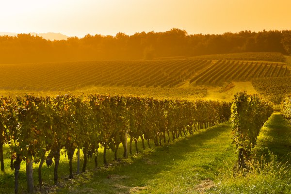 Ophorus Tours - From Toulouse Bordeaux Wine Tour to Saint Emilion private