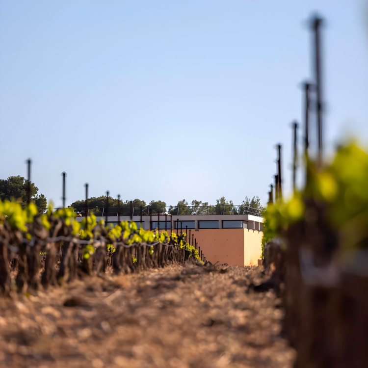 Ophorus Tours - Provence Half-Day Wine Tasting Tour from Aix-en-Provence