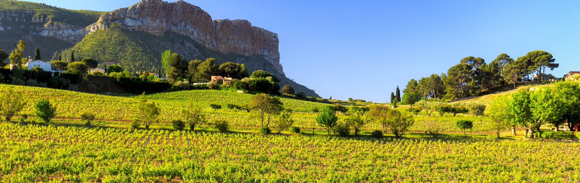 Ophorus Tours - Provence Half-Day Wine Tasting Tour from Aix-en-Provence