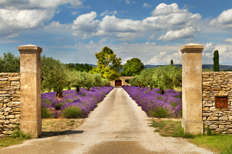 Ophorus Tours - A Taste of Provence Wine Tour : a half-day Vineyard Adventure