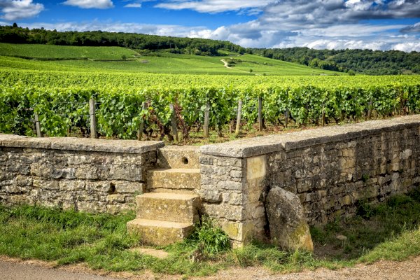 Ophorus Tours - Burgundy Wine Tour Shared Full Day Trip from Dijon