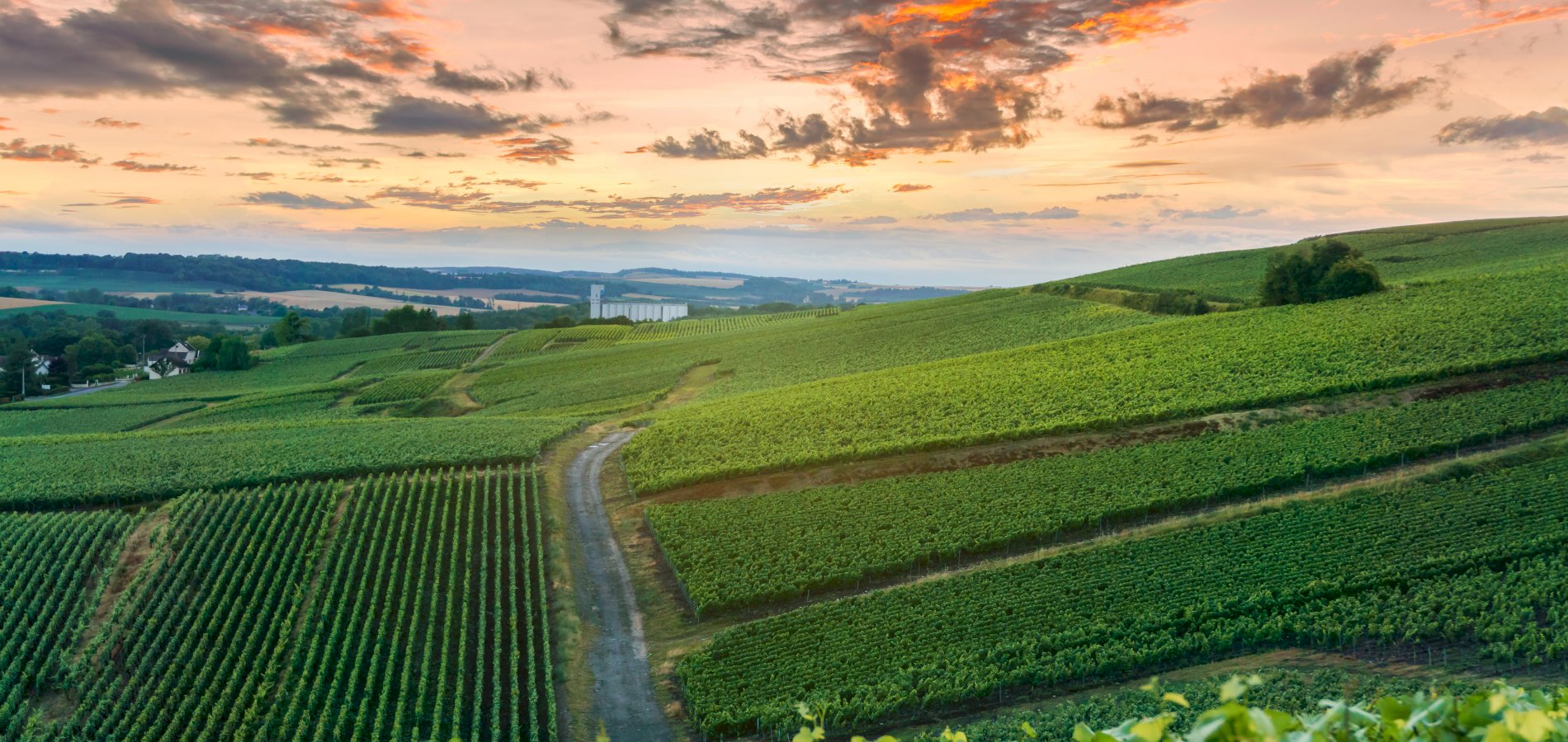 Ophorus Tours - From Reims Champagne Wine Tour half-day private